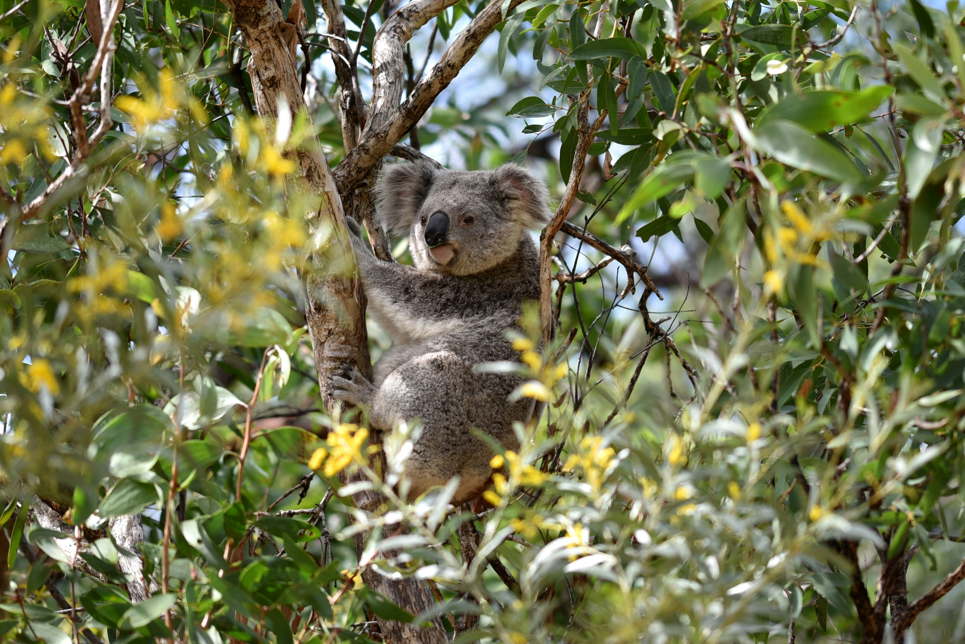 koala bear on green tree during daytime